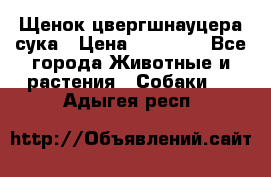 Щенок цвергшнауцера сука › Цена ­ 25 000 - Все города Животные и растения » Собаки   . Адыгея респ.